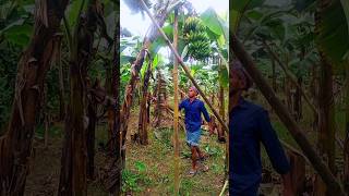 Banana cutting scene ep 846 shorts viral trending [upl. by Trinity172]