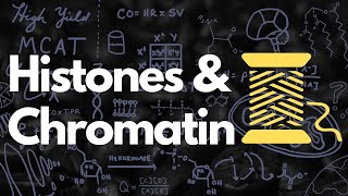 Histones Nucleosomes Chromatin Euchromatin and Heterochromatin  MCAT [upl. by Cohbert964]