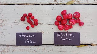 Potentilla o Duchesnea indica la falsa fragola incompresa [upl. by Eiryt982]