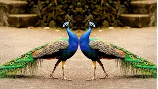 Peacock dance and Peacock Sound Effect  Peacock Up and Close [upl. by Stephenson44]