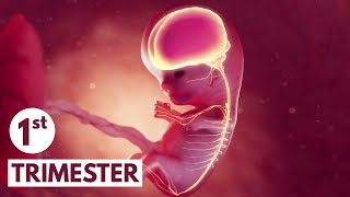 First Trimester  3D Animated Pregnancy Guide [upl. by Everara]