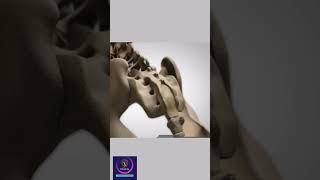 Vertebrae Anatomy How vertebral column formed shorts education [upl. by Llevron628]