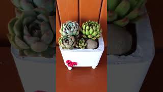 SUCCULENT ARRANGEMENT succulents shorts [upl. by Toole]