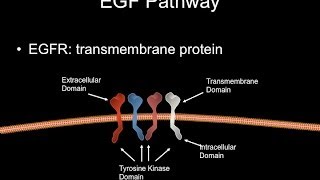 MolBiol vía del EGFRHer1 y Her2 [upl. by Asoramla]