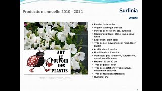 Surfinia White plante annuelle [upl. by Hnid]