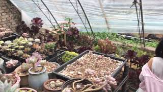 Visiting a Succulent Farm in China [upl. by Nwadrebma]