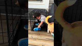 Corgi Ralph and Rainier2 dog toddlers corgifun satisfyingvideo [upl. by Lussi333]