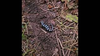 7 salamanders under a log Eastern NC salamander marblesalamander ecosystem reptiles [upl. by On]