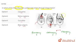 In which of the following plants pollen tube enters through integuments [upl. by Gustafson]