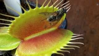 Venus Flytrap Catching an insect [upl. by Nawyt325]