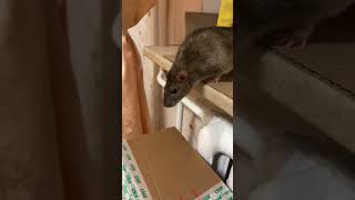 Грызуны rat крысы ratslife ratlove аnimals питомцы [upl. by Sopher894]