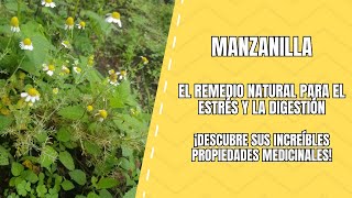 Manzanilla El Secreto de la Calma y la Salud [upl. by Notfilc]