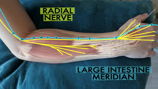 The scientific basis of acupuncture meridians [upl. by Muryh674]