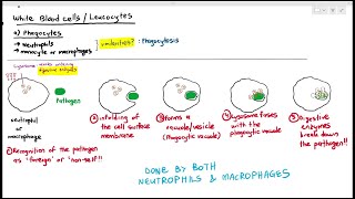 113 Phagocytes Neutrophils amp Macrophages Cambridge AS A Level Biology 9700 [upl. by Edmea741]