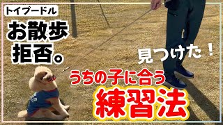 【犬しつけ】引っ張る！動かない！吠える！などお散歩に関するお悩みを解決！？【トイプードル】 [upl. by Aretina533]