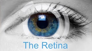 Retina 1  Anatomy and normal fundus [upl. by Nostets858]