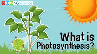 What is Photosynthesis [upl. by Anelyak]