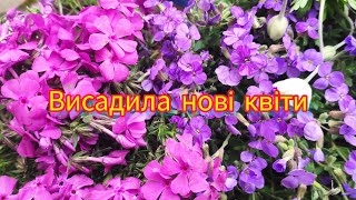 Висадила нові квіточкиОбрієттаФлоксАнемона Planting new flowers Phlox Aubrieta квіти [upl. by Yehsa184]