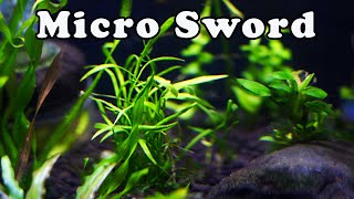 Micro Sword🌿 Is It Really an Easy Aquatic Plant🌱 👀  5 Things to Consider FIRST [upl. by Redwine]