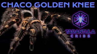 Chaco Golden Knee Tarantula Grammostola pulchripes Care Guide Video [upl. by Ayikat974]