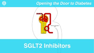 SGLT2 Inhibitors Explained in 3 Minutes [upl. by Etrem858]