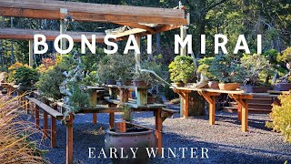 Visiting Bonsai Mirai in Oregon [upl. by Ignatzia]