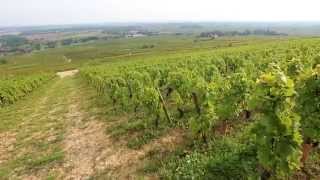 Discover The Red Wines of Burgundy [upl. by Anyaj]