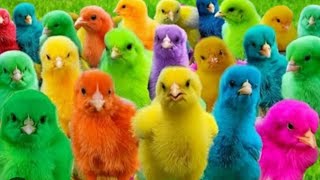 Rainbow 🌈 chicks 🐣🐥wow beautiful colour chicks​⁠SBAseelBirds29 [upl. by Salvay625]