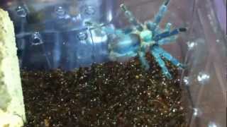 Oligoxystre Diamantinensis and Rehouse Video [upl. by Matt]