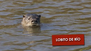 🦦 El Mejor Pescador de Agua Dulce – LOBITO DE RÍO Lontra longicaudis – FAUNADEX 15 🦦 [upl. by Alister]