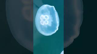 Blue Jellyfish  shortsfeed shortvideo baby shortsviral jellyfish fishshorts ocean [upl. by Cavanaugh]