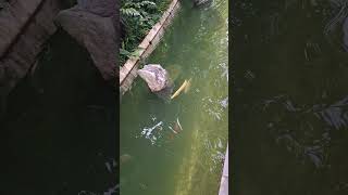 Amazing and Energetic Arowana Fish shortvideo gardensbythebay arapaiminae osteoglossinae [upl. by Zurc672]