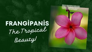 Frangipanis The Tropical Beauty [upl. by Annaoy]