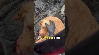 Heroic Golden Retriever Survives 300Foot Cliff Fall [upl. by Kelly]