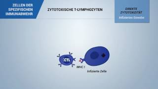 Zytotoxische TLymphozyten [upl. by Whetstone51]