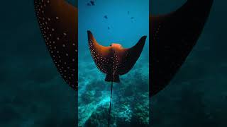 🐋 animals baleia curiosidade biologiamarinha animaisaquaticos biologia tartarugamarinha raia [upl. by Coney]