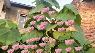 bunga dombeya cayeuxii [upl. by Ahseined]