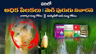 Varilo Mogi purugu Nivarana Explained In Telugu  Varilo pilakalu baga ravalante em Cheayali [upl. by Nowaj]