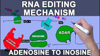 Mechanism of RNA Editing  Site Specific Deamination [upl. by Atsirk]