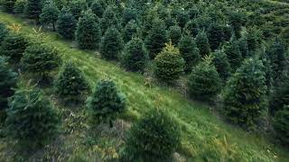 Catsfield Christmas Tree Farm  Advert 1 [upl. by Aliuqa21]