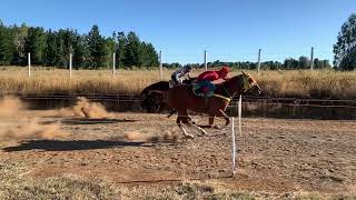 Horse raising shortsvideostatus shortsvideoshorse horseing horsebehavior cute [upl. by Toiboid]