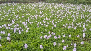 Water hyacinths Plant  Nukgui Video Tisaya Tongman Liya 😍  kochuripana  Just Looking Like a Wow😍 [upl. by Enelez]