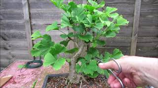 Pre Bonsai Gingko Biloba Maidenhair Tree Update June 2018 [upl. by Lingwood]