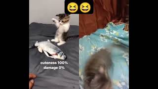 reaction kitten animalmeow cat viralvideo catlover catdancer [upl. by Etnoled]