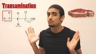 Overview on Amino acid metabolism شرح بالعربي لمصير الأمينو أسيد [upl. by Sorcim289]