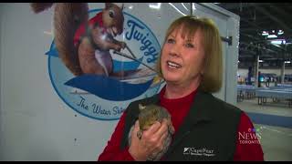 Twiggy the waterskiing squirrel Toronto international boat show [upl. by Marnie]