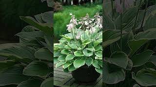 Colorful Hostas You Must Plant in Your Garden plants viral shorts [upl. by Tessler117]