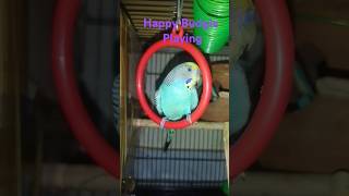 Happy Budgie playing in swing birds [upl. by Litsyrk]