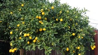 Ours lemon plant import from America 923219442750 Zain Ali farming in Pakistan [upl. by Ariella]