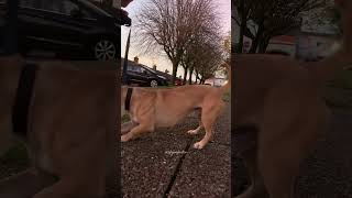 tiktok sky neboder pets pupquiz funnypets doggo dogfather funnyanimals dogtraining doglife [upl. by Elissa]